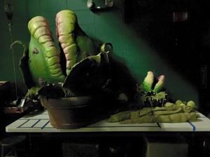 plants sleeping