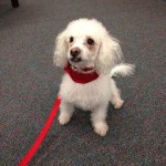 Therapy dog James Taylor at the Allstate Center Library Come Pet a Dog event October 6th, 2015