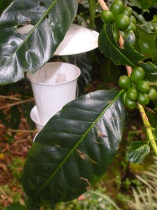 Britt Coffee Plant
