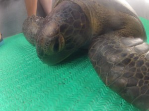 Green Sea Turtle!