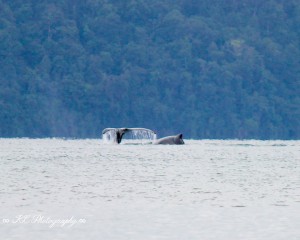 whales