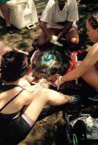 Hawksbill turtle with transmitter