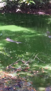 IMG_20150511_101650624