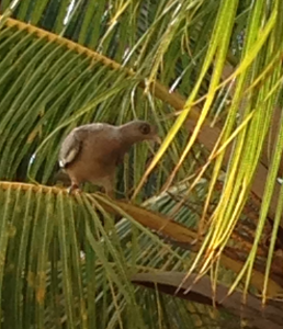 bare-eyed pigeon