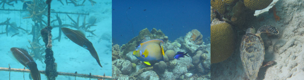 bonaire-banner1