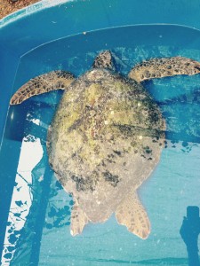 greenturtle