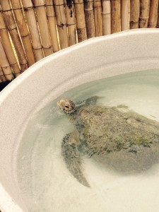 greenturtle2