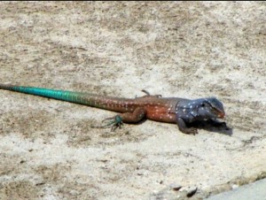 rainbow whiptail lizard
