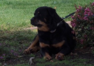 Rocky-under-tree1