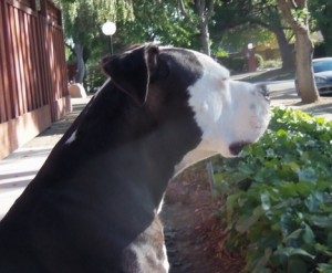 Smoke-profile