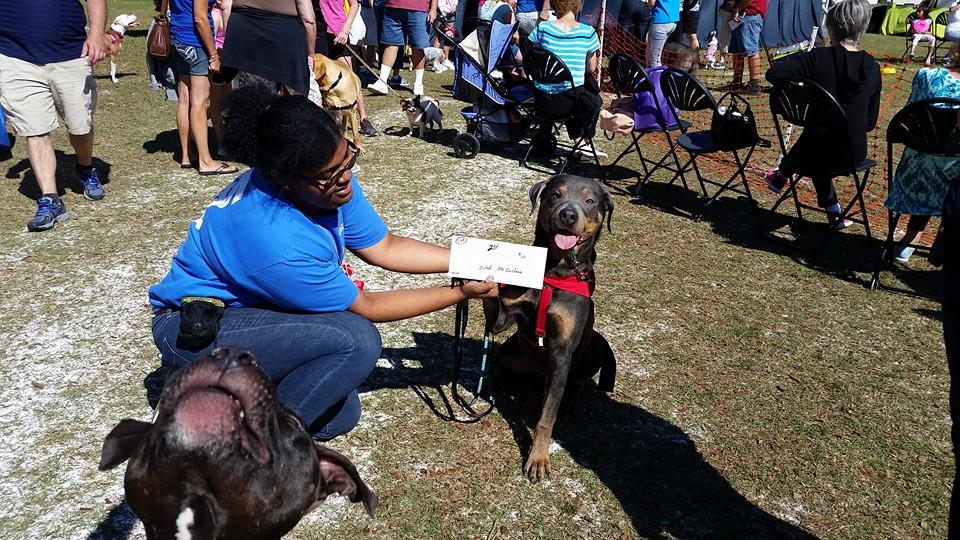 Ghost receiving his second-place certificate. His pit bull friend also wanted to say hi. Photobomb!