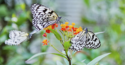 Butterfly garden