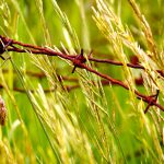 Photo of barbed wire in wheat field