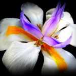 photo of a lily