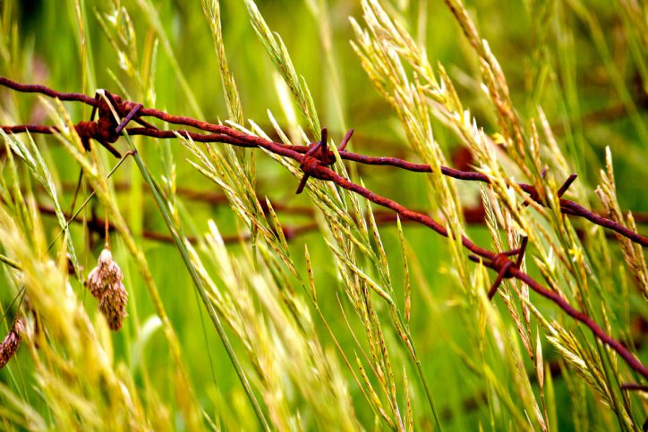 Photo of barbed wire in wheat field