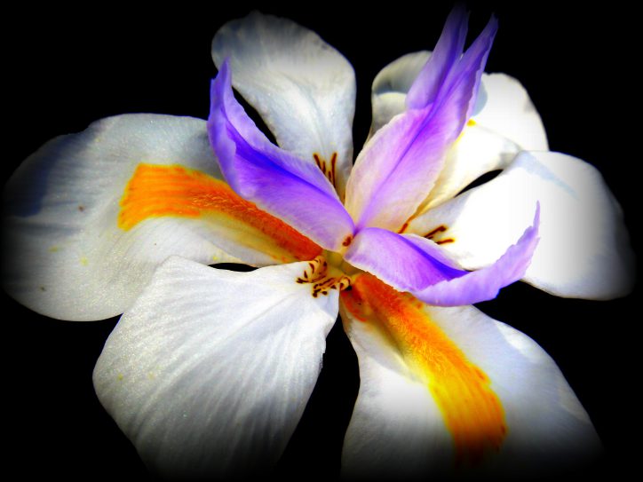 photo of a lily
