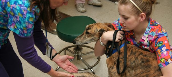 Photo of Veterinary Tech treating dog