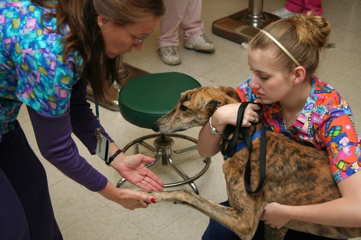 Photo of Veterinary Tech treating dog