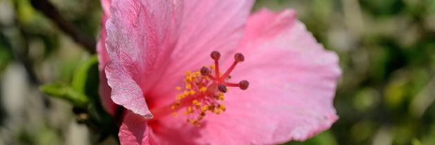 Plants in Your Study Space? Top Five Benefits
