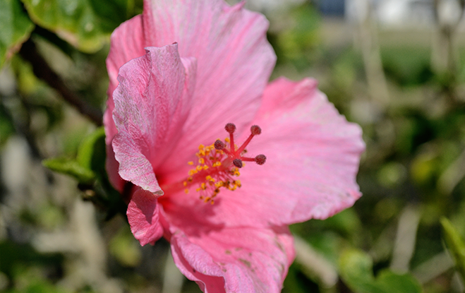 Plants in Your Study Space? Top Five Benefits