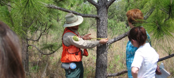 people measuring width of a tree