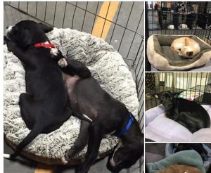 Suncoast Animal's Puerto Rico rescues