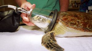 Injured turtle receiving care at Sea World
