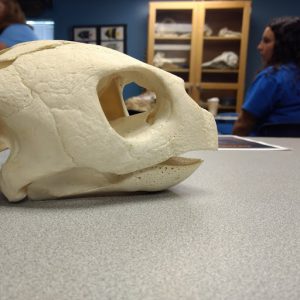 Sea turtle skull from Sea World and part of STEM training