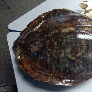 Sea turtle shell used in STEM training