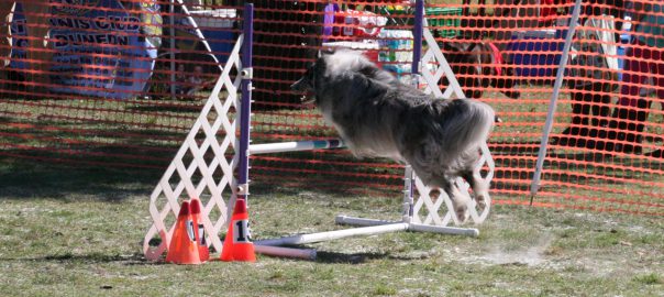Dog jumping over a hurdle