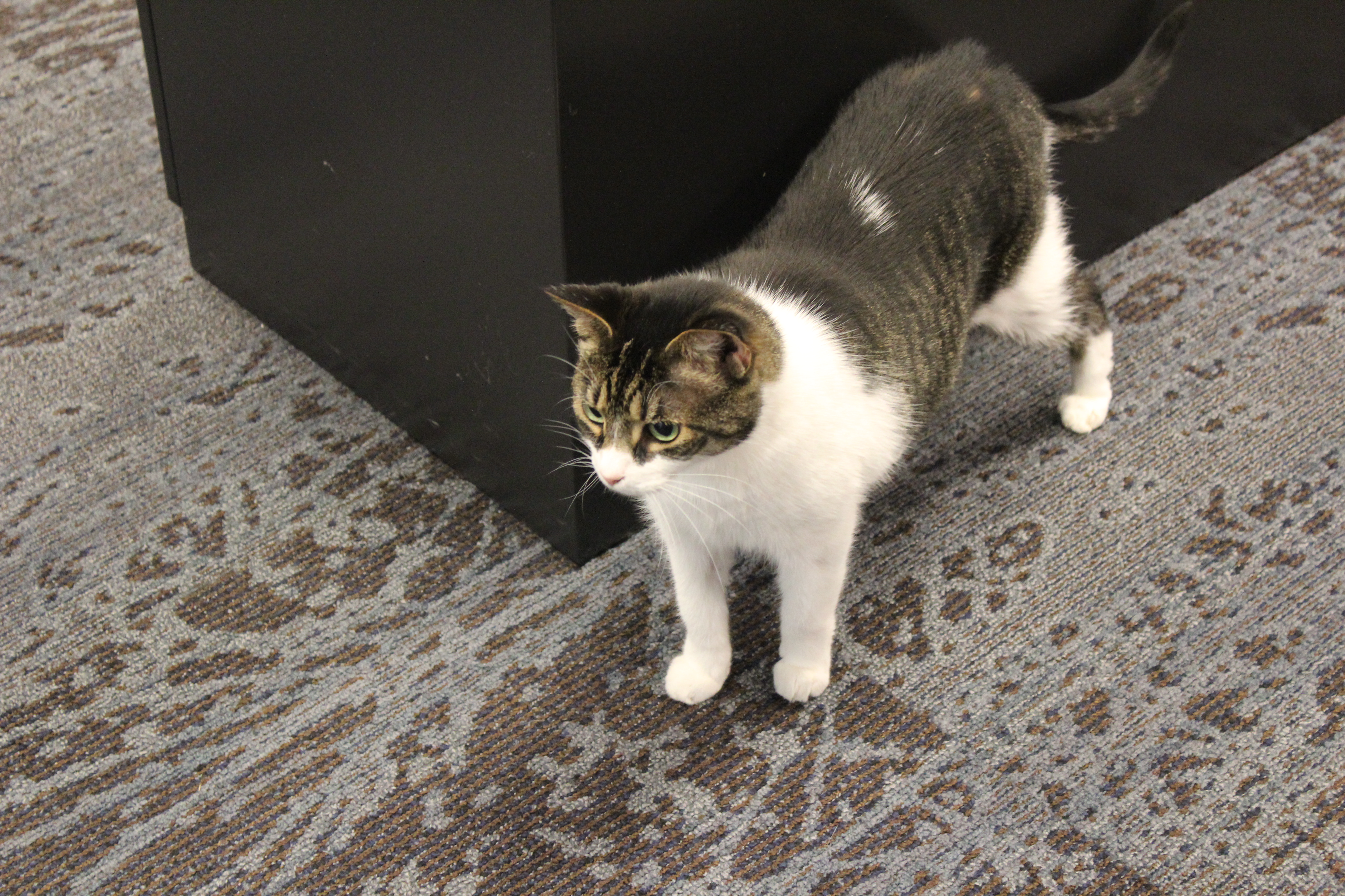 One of Vet Tech office kitties that is up for adoption