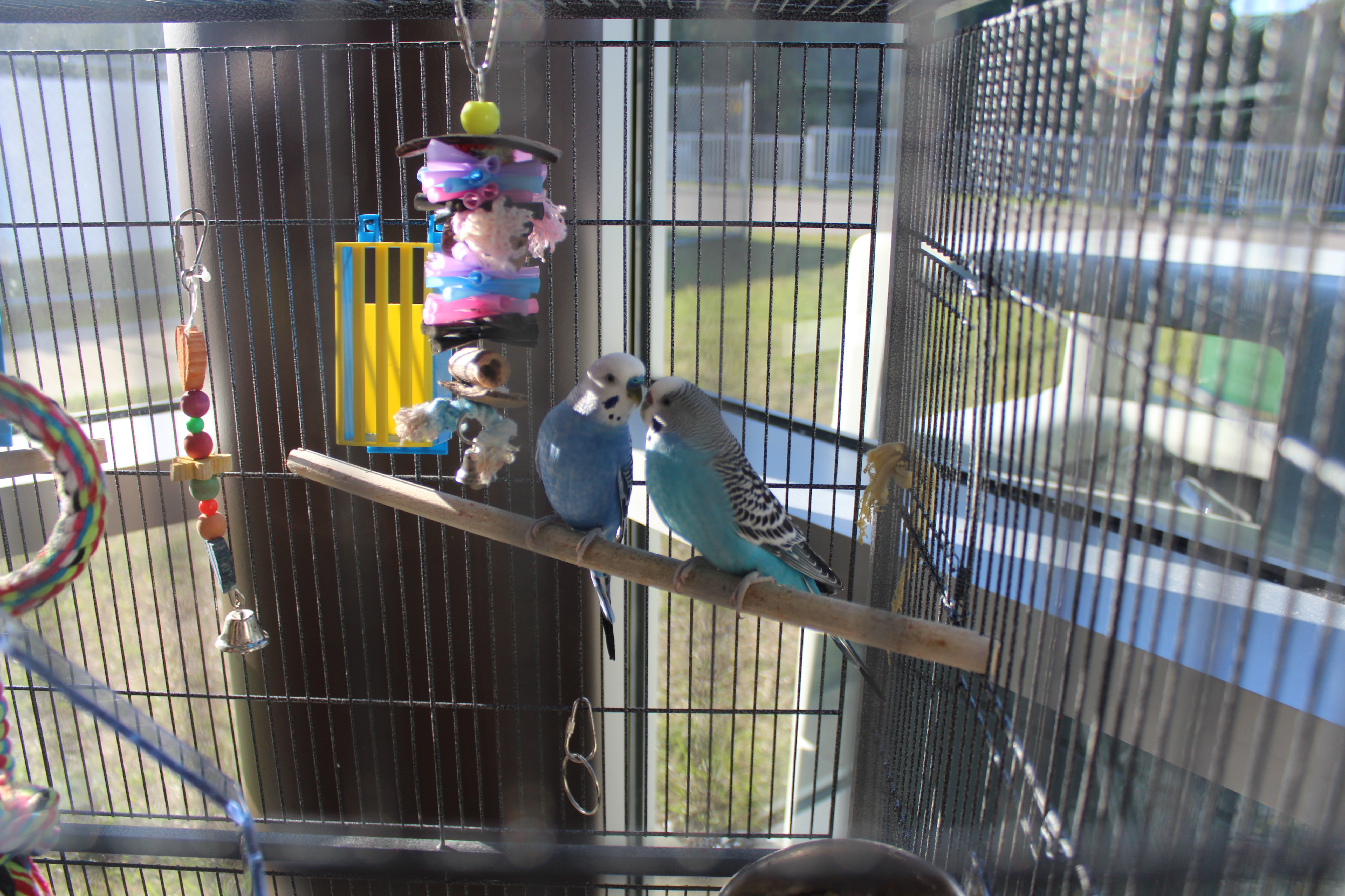 Vet Tech birds in their cage