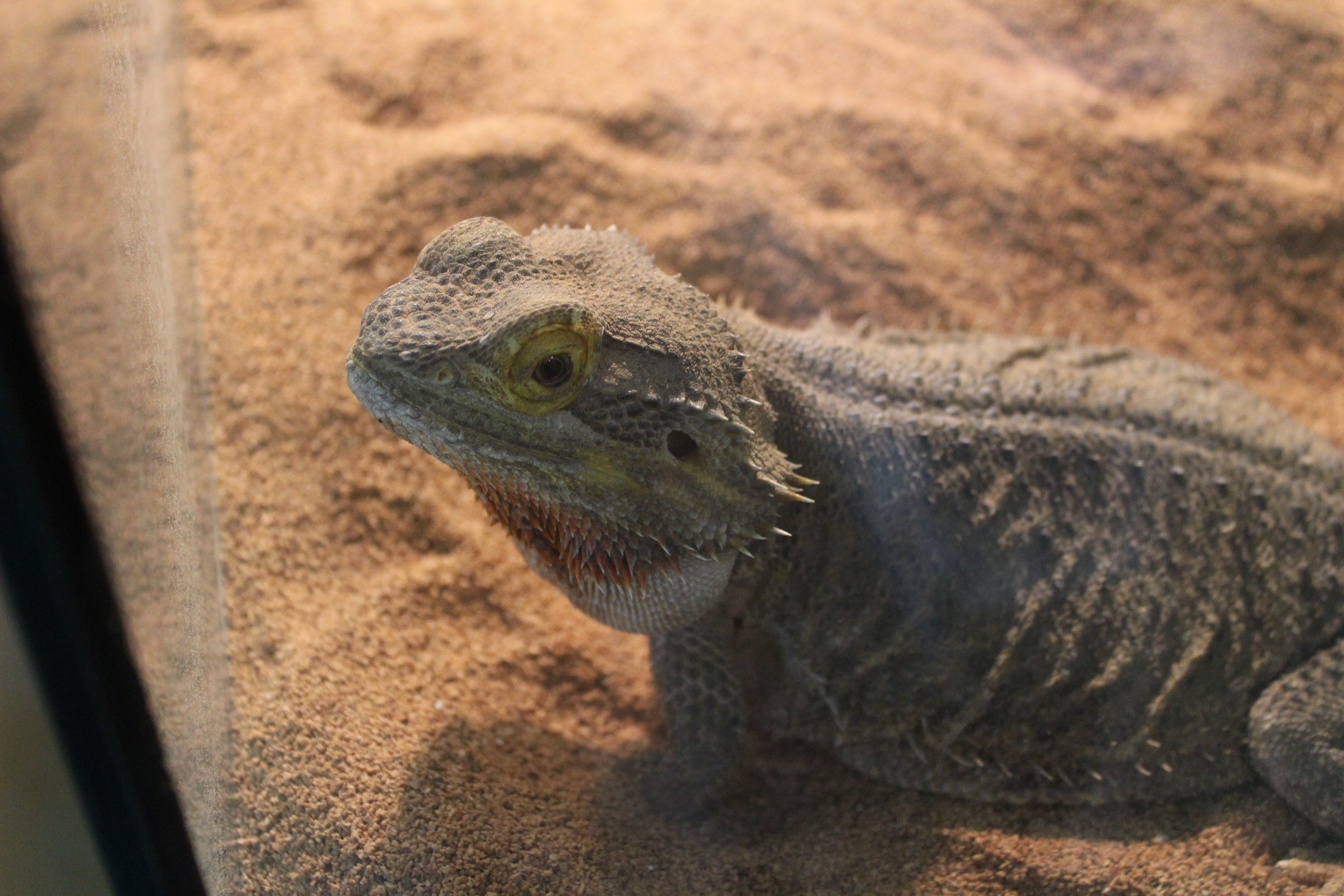 Vet Tech Reptile