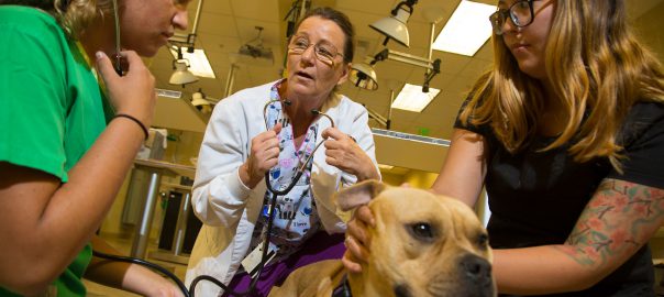 Veterinary Technology Careers