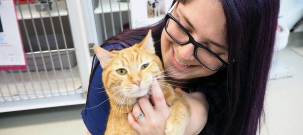 Vet Tech cuddles a yellow tabby cat