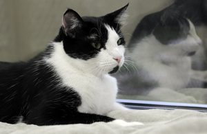 Vet Tech Week - cat
