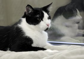 Vet Tech Week - cat