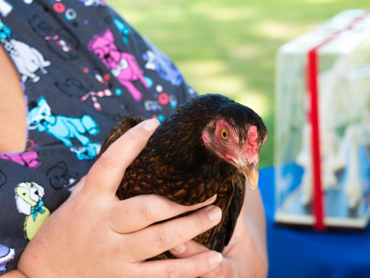 Chicken greets visitors to the Vet Tech booth at the Bark in the Park Expo.