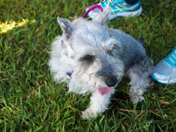 Another wonderful dog up for adoption from SPC Vet Tech.