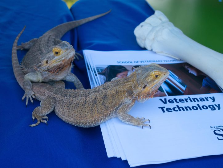 Bearded Dragons pose with Vet Tech program books.