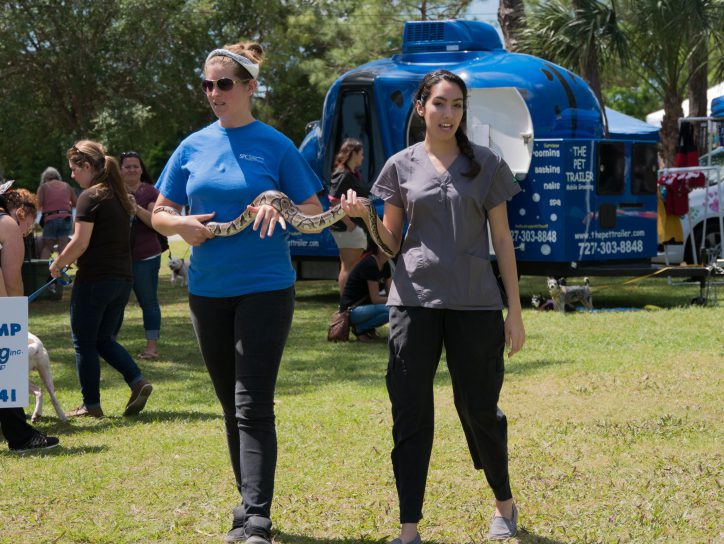 Vet Tech students take a ball python out for a walk around the Bark in the Park Expo.