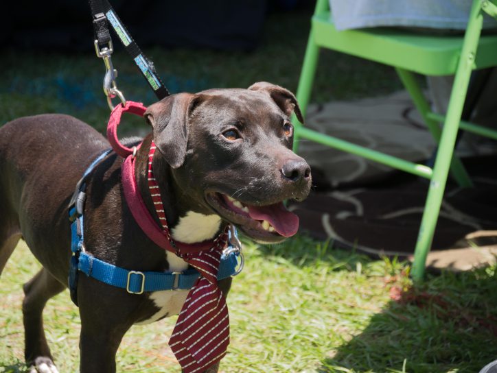 Romeo dressed up for his walk around the Bark in the Park Expo.