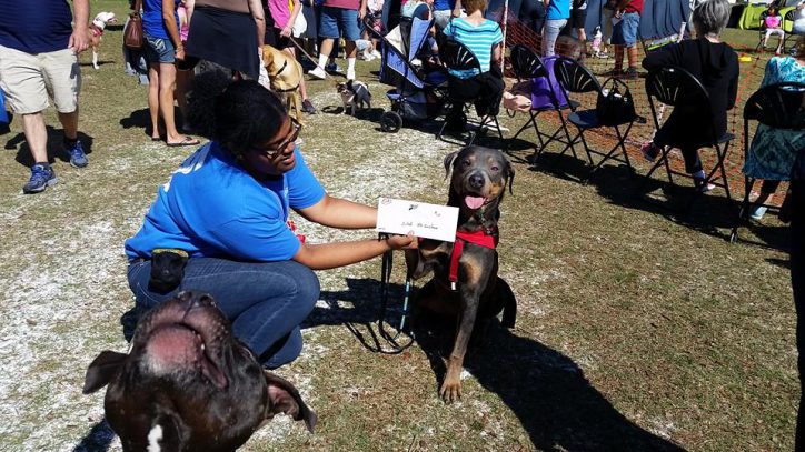 Dog named Ghost receiving his 2nd place Certificate! His pit bull friend also wanted to say hi!