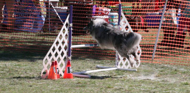 Dog jumping over a hurdle