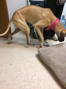SPC Shadowing Orthotic Fitter Technician Rosie Great Dane