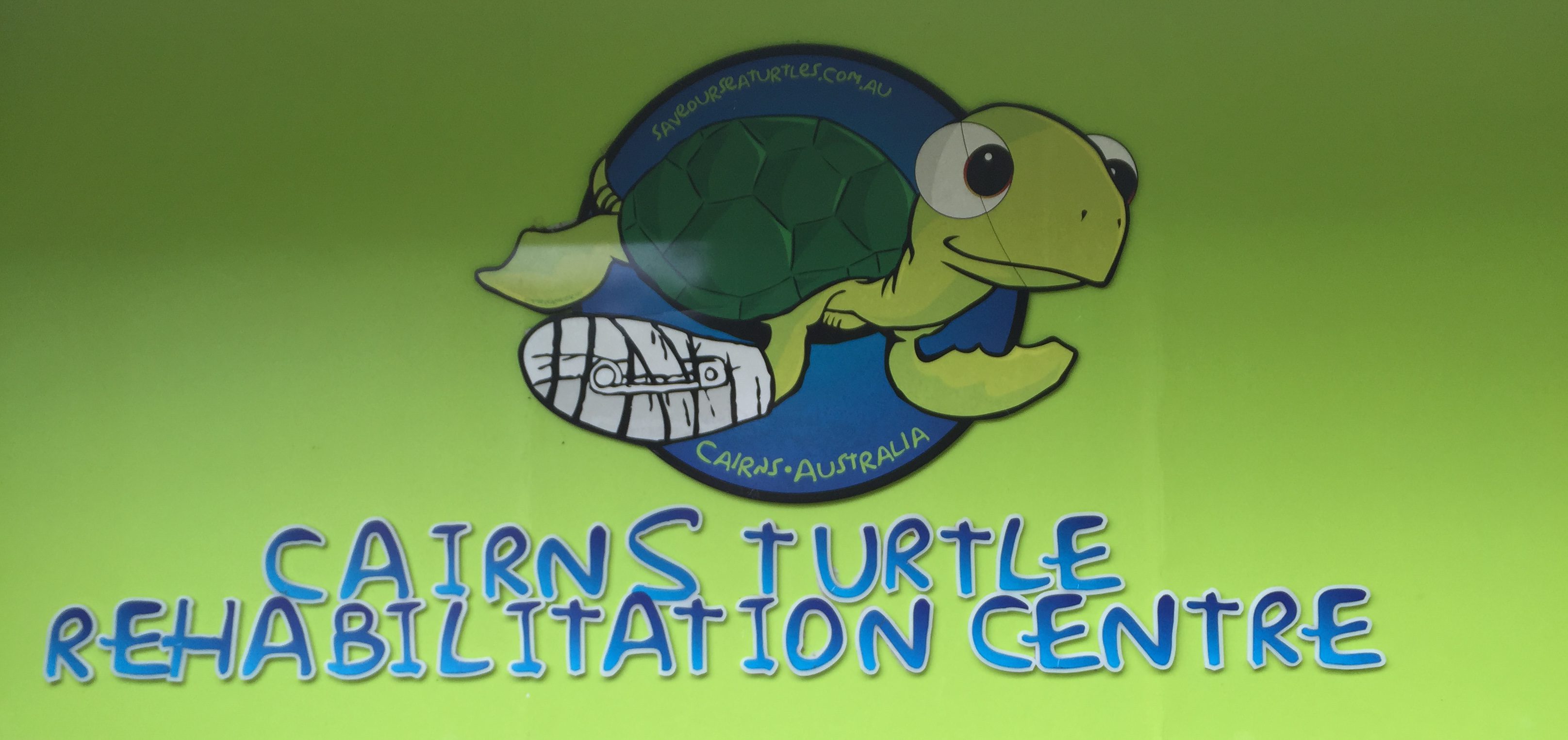 Once in a Lifetime Experience At Cairns Sea Turtle Rehabilitation 