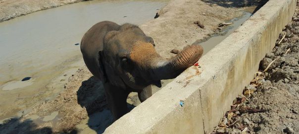 Thailand Veterinary Technology study abroad