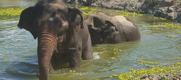 elephants in Thailand study abroad