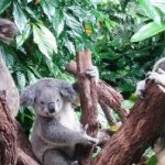 Australia Vet Tech Study Abroad