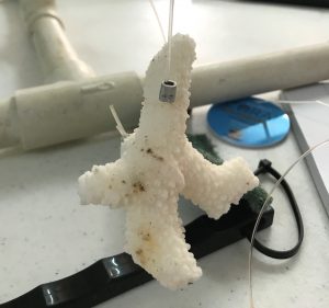 Bonaire Coral Restoration